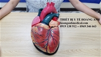 Mô hình cấu tạo tim người phóng đại 5 lần