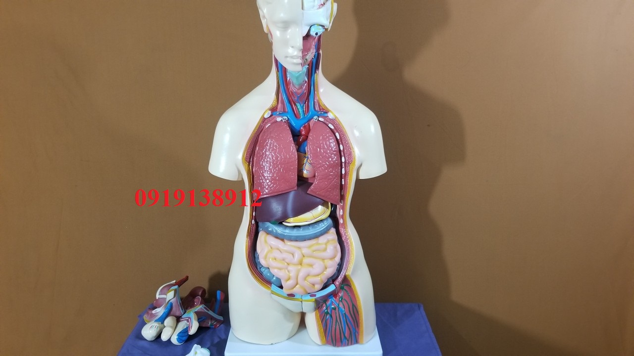 Mô hình giải phẫu nội tạng cơ thể nữ