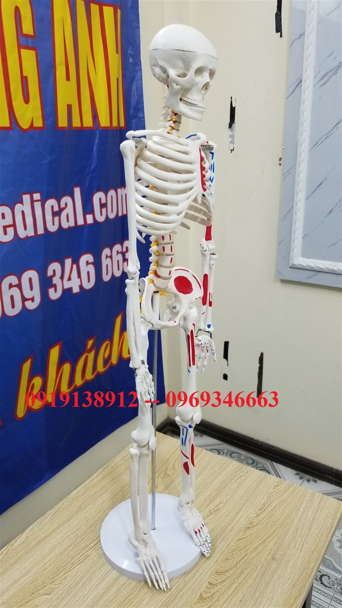 Mô hình xương người cao 85cm có rễ thần kinh