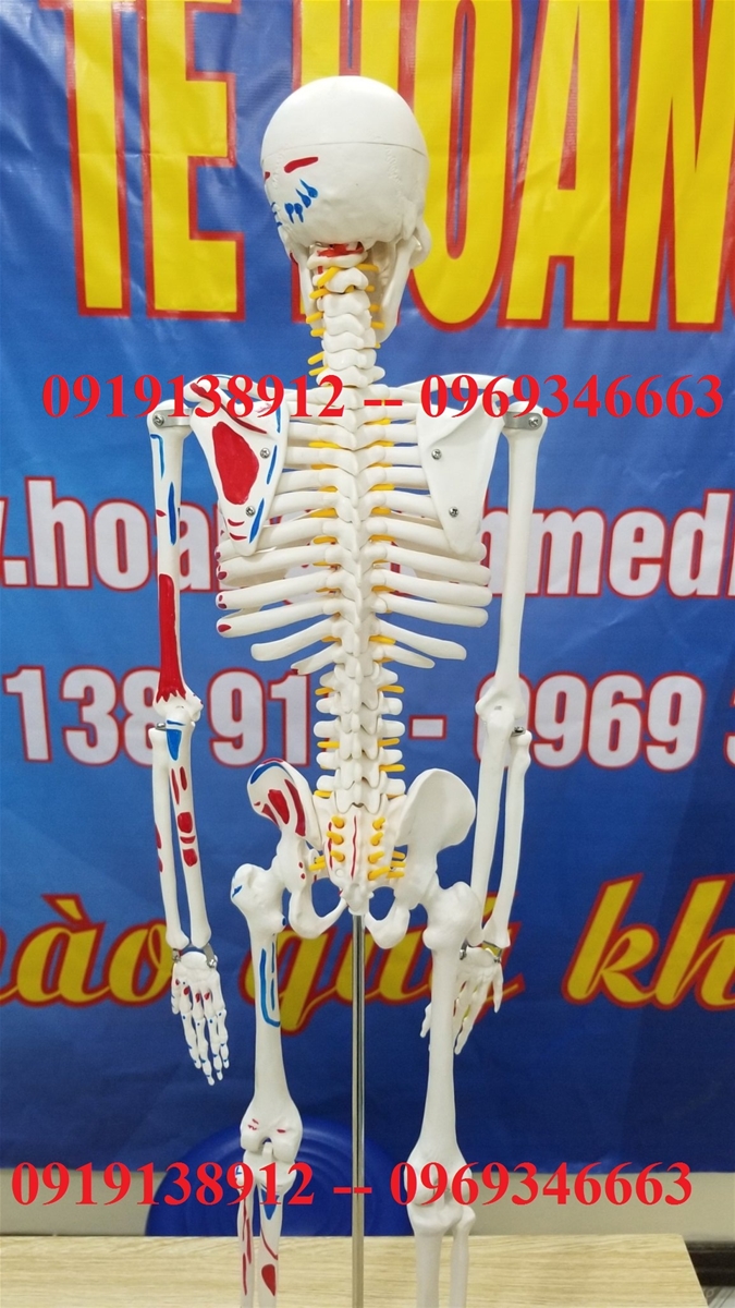 Mô hình xương người cao 85cm có rễ thần kinh