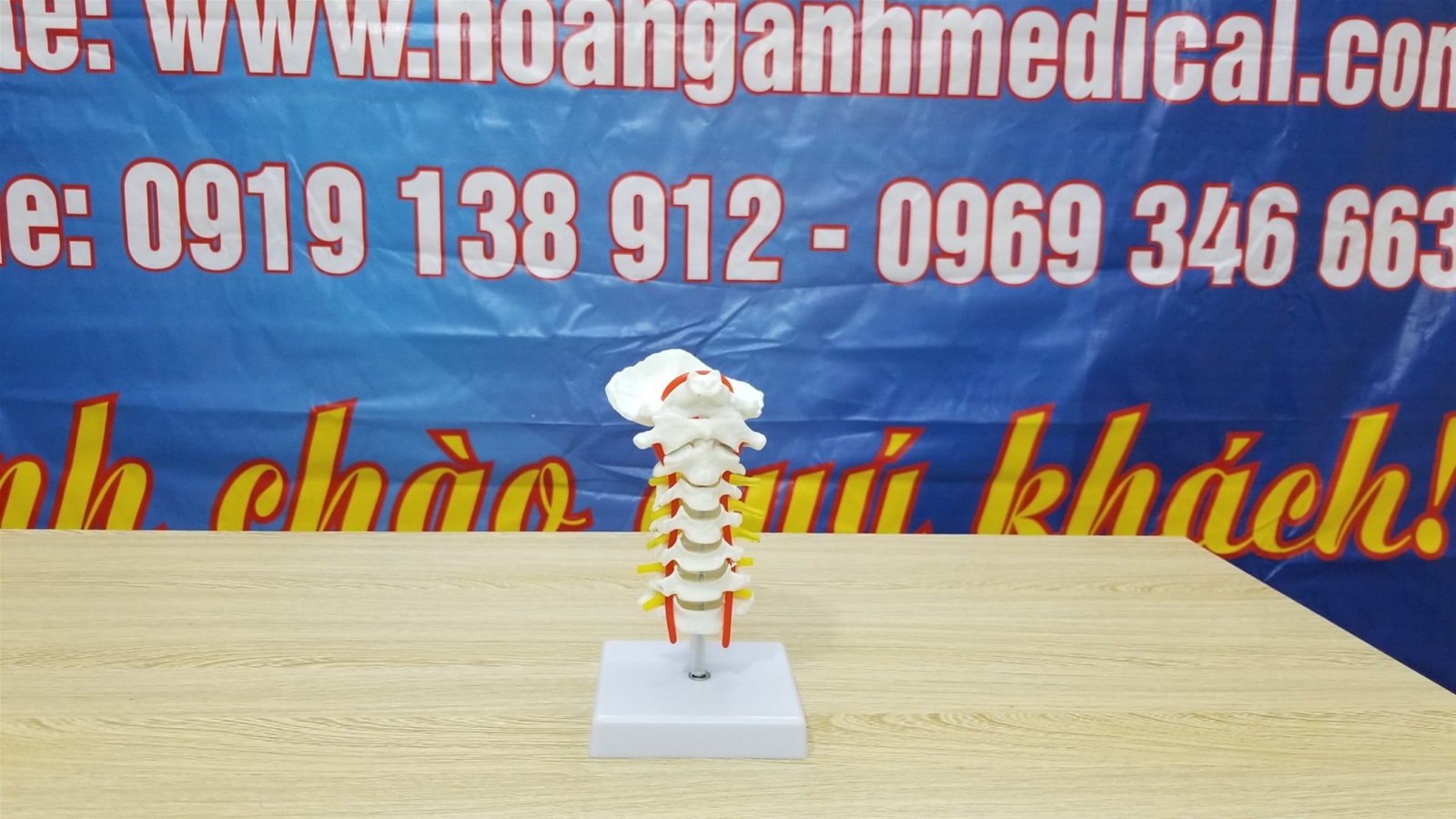 mô hình cấu tạo xương cột sống cổ