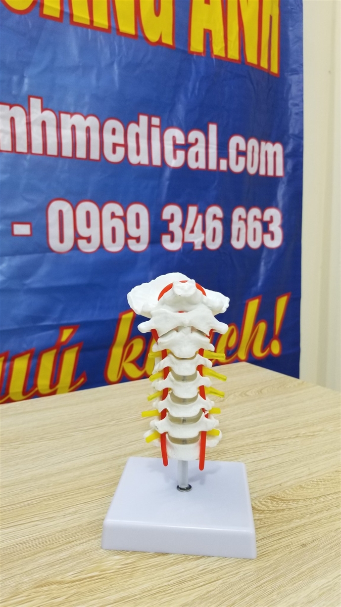 mô hình cấu tạo xương cột sống cổ